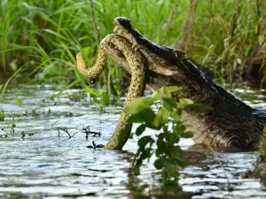Jacaré e sucuri se enfrentam em parque no Pantanal mato-grossense; vídeo