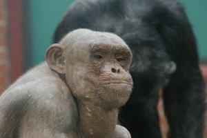 Fotos: Você já viu animais como esses? - 22/03/2012 - UOL Notícias