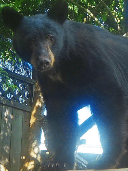 O urso Huckleberry, que acabou morto por oficiais no Canadá após ser atraído por moradores que queriam filmá-lo  - Reprodução/ONG North Shore Black Bear Society