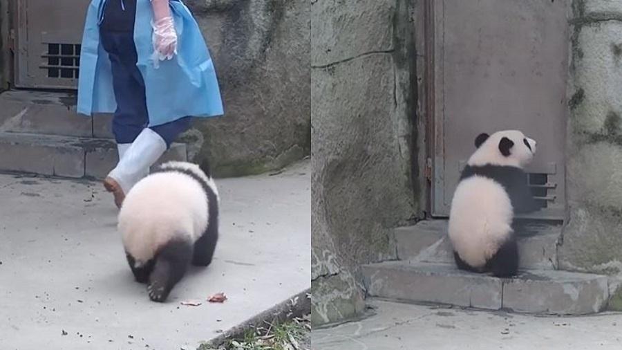 O filhote Chun Sheng é o terceiro filho de uma panda de 11 anos, Zhi Zhi, que já havia tido gêmeos em 2017 - Reprodução/Weibo/iPanda