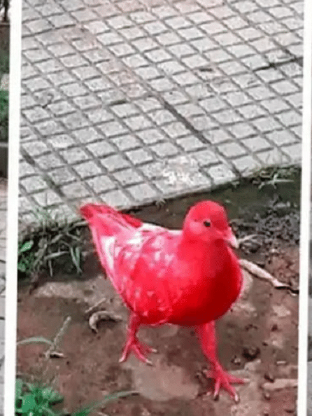 Pegue o pombo: moradores de BH estão perplexos com ave cor-de-rosa -  Notícias - R7 Minas Gerais