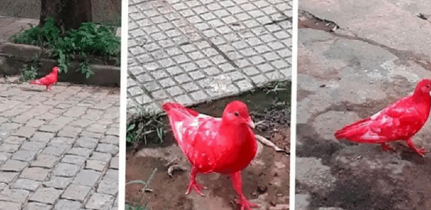 Prefeitura investiga | Pombos aparecem pintados em Leopoldina