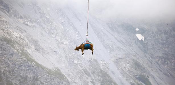 Vaca é levada de helicóptero após sua estada de verão no alto dos prados alpinos suíços, perto de Klausen Pass, Suíça