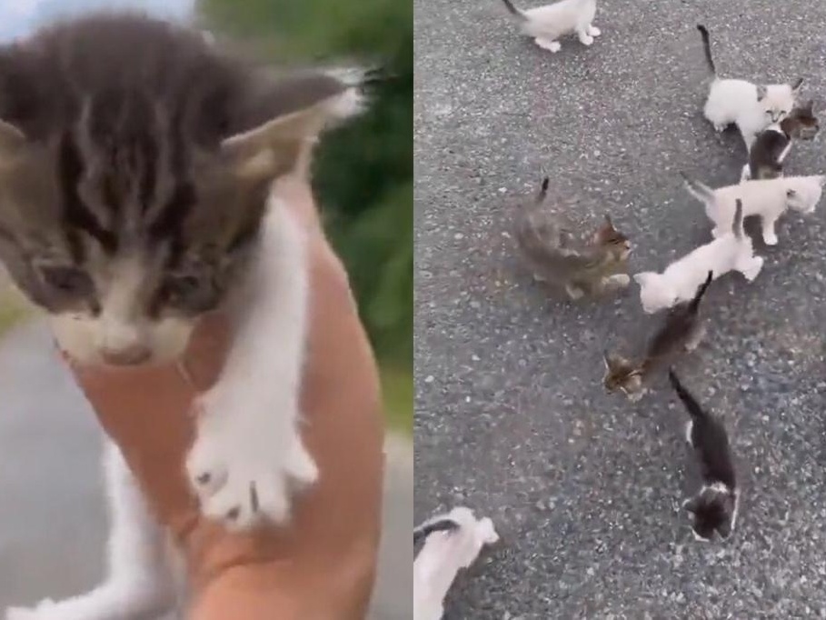 Stray está ajudando a salvar a vida de vários gatinhos