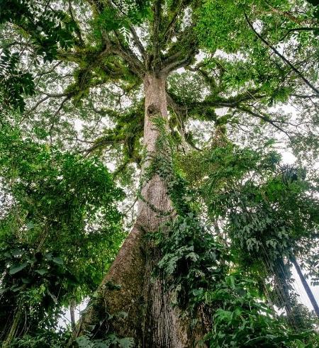 floresta - Getty Images - Getty Images