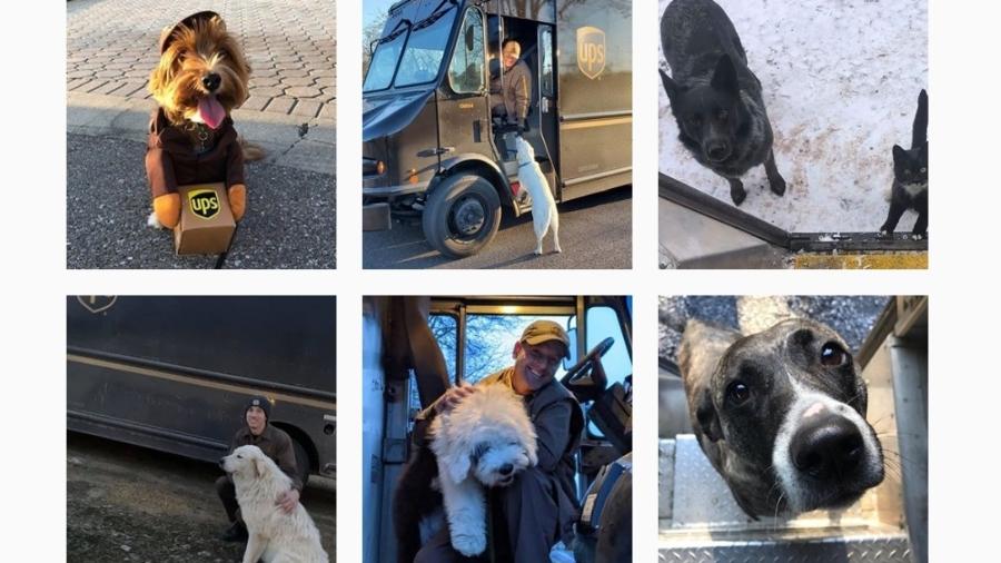 Fotos da página de Instagram UPS Dogs - Reprodução