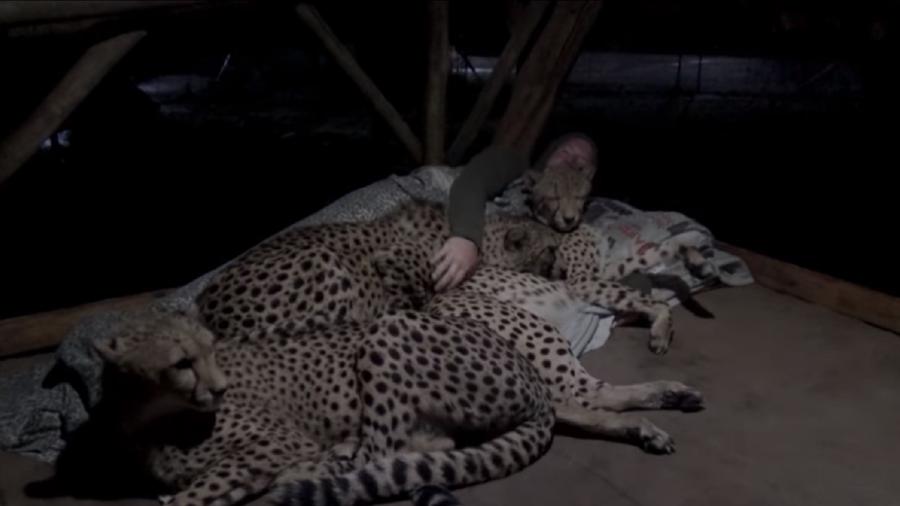 O zoólogo Dolph C. Volker abraçado a guepardos na África do Sul - Reprodução/YouTube 