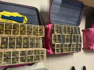 PF resgata 400 pássaros escondidos dentro de malas em aeroporto em RR