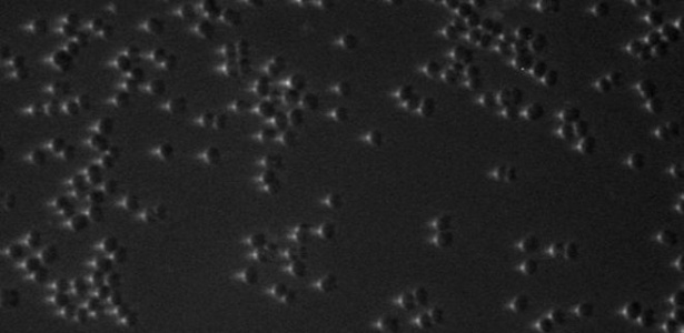 Cientistas tiveram a ideia quando analisaram o comportamento da bactéria pelo microscópio quando elas foram iluminadas em apenas um lado  - Conrad Mullineaux