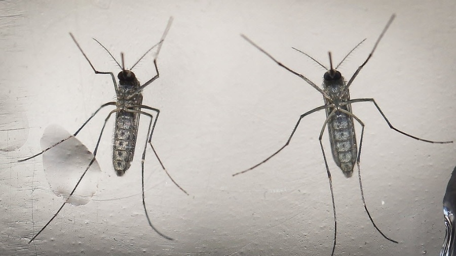 Mosquito "Aedes aegypti" é o causador das três doenças que mais alarmam o Brasil atualmente: zika, dengue e chikungunya - Oscar Rivera/EFE