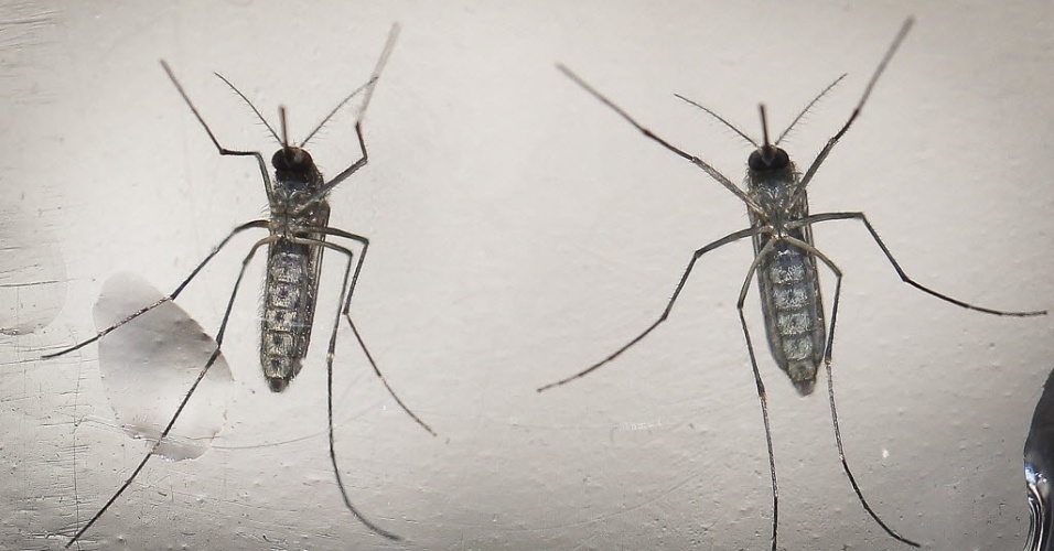 Mosquito 'Aedes aegypti' é o causador das três doenças que mais alarmam o Brasil atualmente: zika, dengue e chikungunya