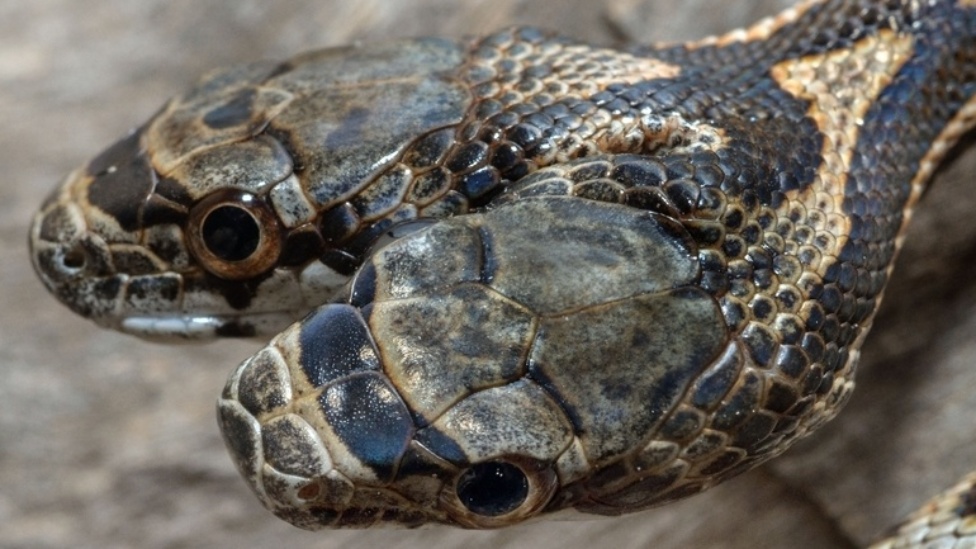 Fotos Fotógrafo registra rara cobra de duas cabeças nos Estados Unidos