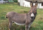 Tribunal alemão sentencia dono de burro a pagar estrago em carro - Alliance/ DPA/ Hit Radio FFH