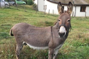 Tribunal alemão sentencia dono de burro a pagar estrago em carro ...