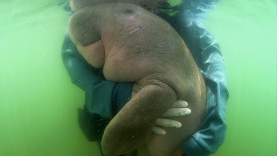 O dugongo Mariam morreu de uma infecção causada por plástico no estômago - AFP