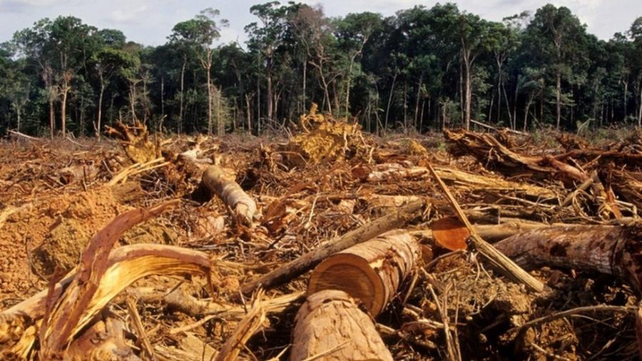 Pesquisador diz que agricultores podem ser aliados na proteção da Amazônia - Getty Images
