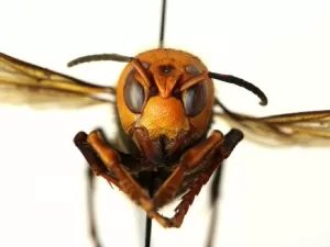 Formiga de fogo, abelha e vespa: as picadas de insetos mais dolorosas