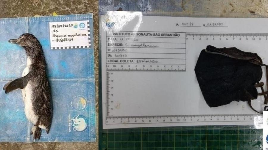 O corpo do Pinguim-de-Magalhães foi encontrado dois dias após o feriado de independência na praia de Juquehy, em SP - Reprodução/Facebook/Instituto Argonauta