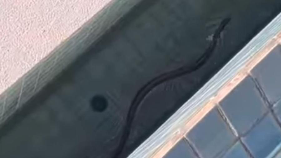 Cobra marrom-oriental surge em piscina na Austrália - Reprodução/Facebook
