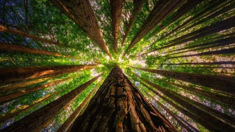 A sequoia-vermelha é uma das árvores mais emblemáticas da América do Norte, mas também é encontrada em outras partes do mundo, como nesta floresta plantada em Victoria, na Austrália - Getty Images - Getty Images