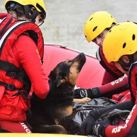 Cão esquenta dono resgatado com hipotermia durante enchente no Vale do Itajaí  