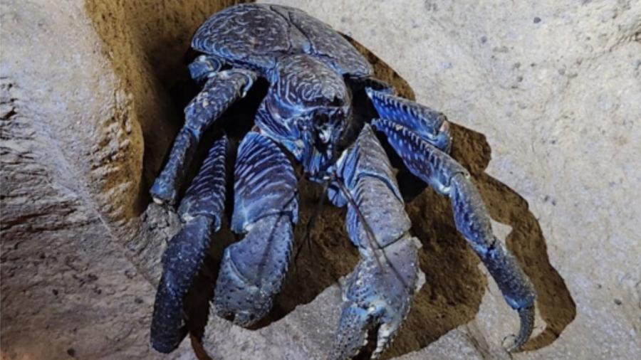 Caranguejo de coco, ou Birgus latro, visto na Ilha Car Nicobar em 2024 Caranguejo de coco, ou Birgus latro, visto na Ilha Car Nicobar em 2024