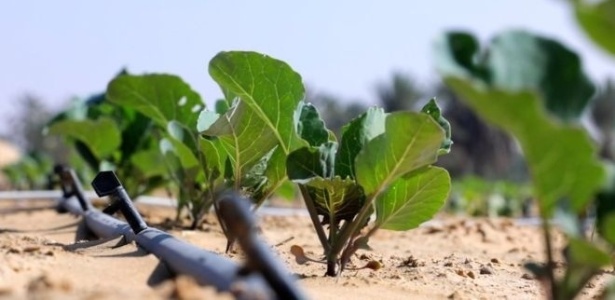 A nova tecnologia reduz pela metade a água necessária para cultivar alimentos no deserto - BBC