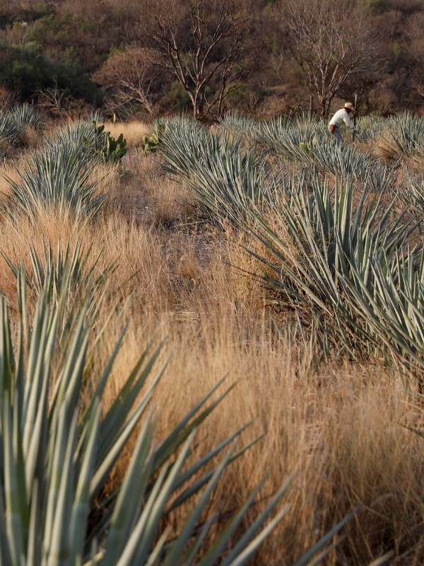 Carlos Jasso/Reuters