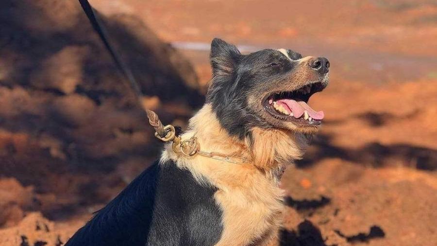Thor, cão responsável por localizar vítimas de Brumadinho e Mariana - Divulgação/Corpo de Bombeiros de MG