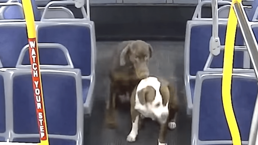 Motorista de ônibus resgata cachorros perdidos nos EUA - Reprodução/Youtube/RideMCTS