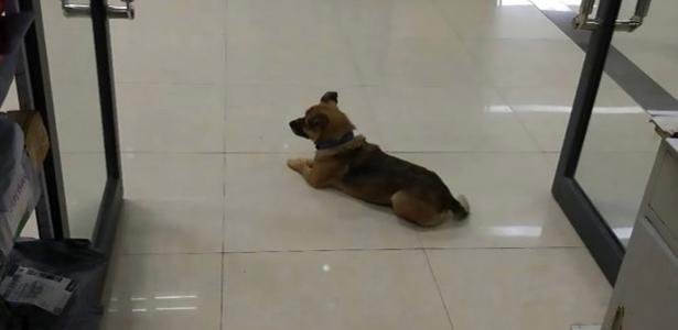 Em hospital chinês | Cão espera dono em hospital por quase 3 meses; homem morreu