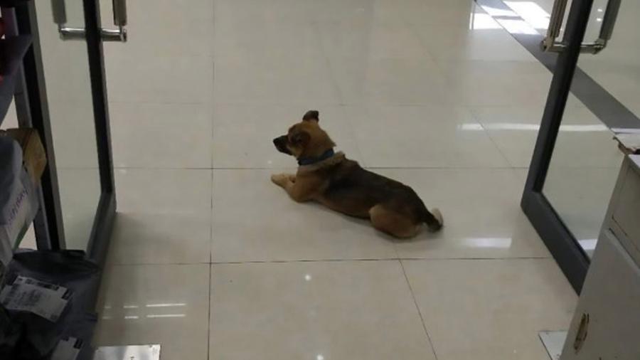 Cãozinho leal espera dono em hospital por quase três meses  - Reprodução/Facebook