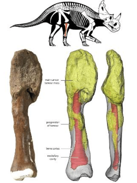 O osso real e a sua reprodução tridimensional, onde é possível ver o avanço do câncer (parte verde) na fíbula do Centrosaurus - Divulgação Museu Real de Ontário 