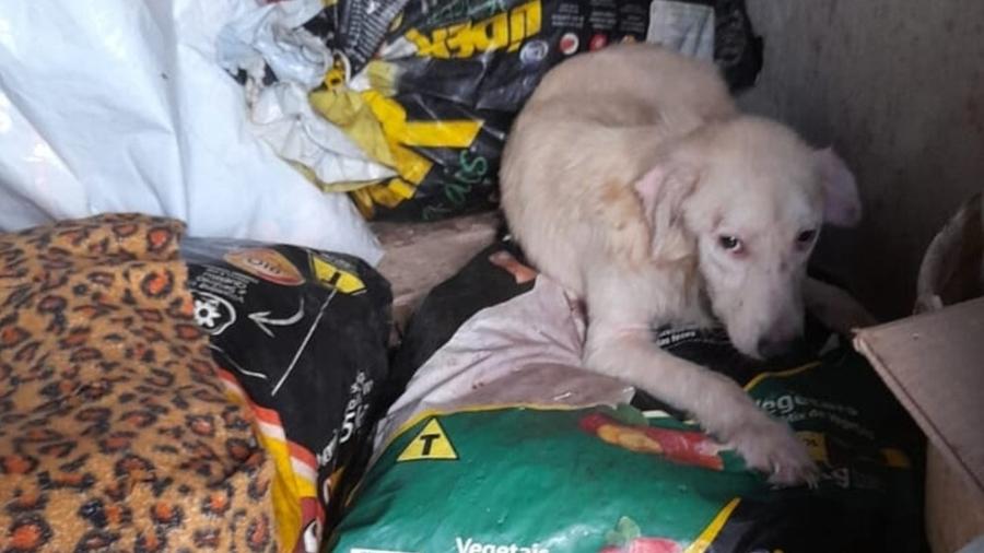 Mais de 20 cães em situação de maus-tratos foram encontrados em casa no bairro do Ibura, na zona sul do Recife - Maria do Carmo/Divulgação