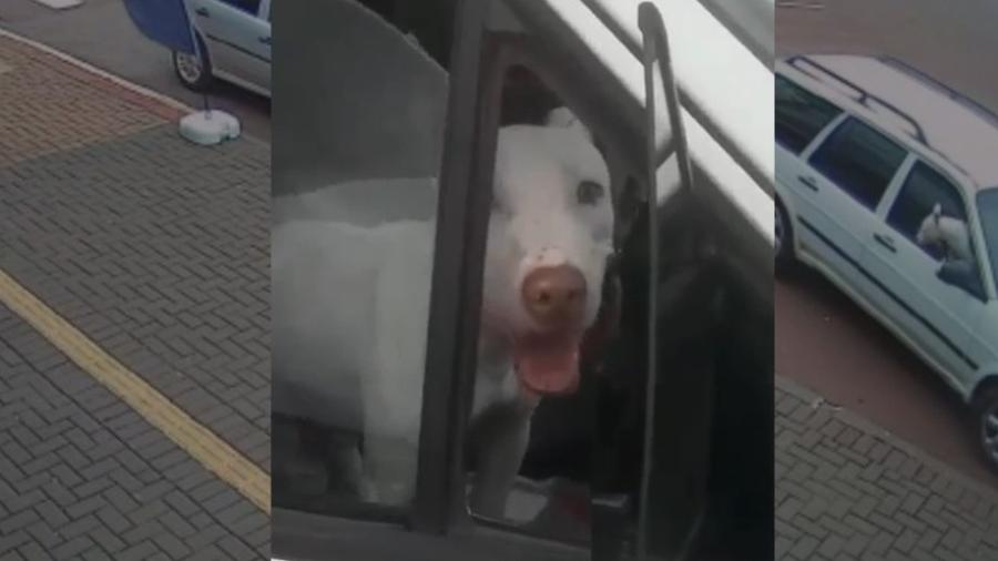 Cachorro foi apontado por testemunhas como o responsável por desengatar a marcha do carro que estava sem motorista - Reprodução / YouTube