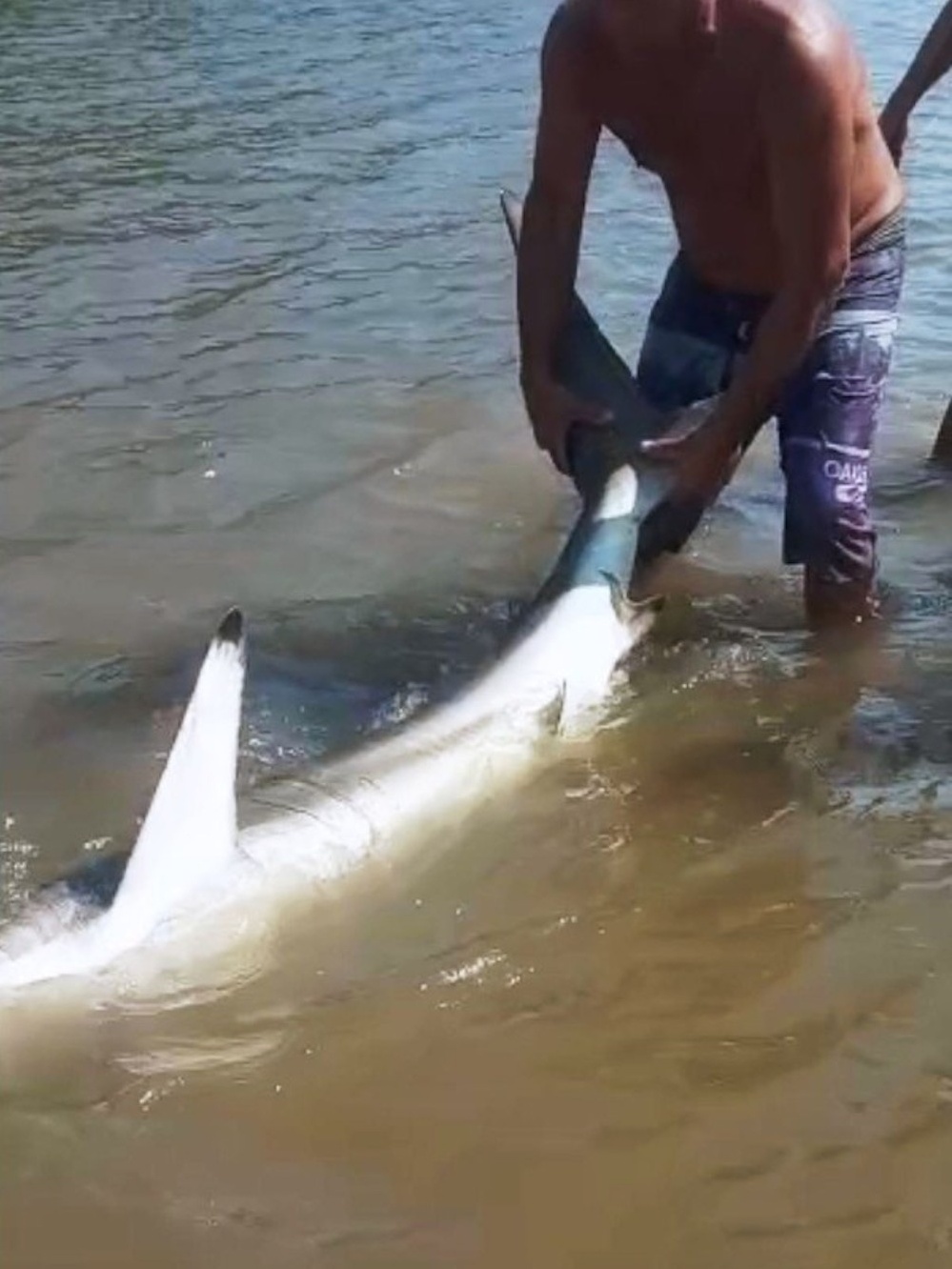 Sem perceber, banhista nada ao lado de tubarão em praia de Fortaleza, Ceará