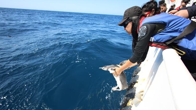 Pinguins foram soltos a 84km da costa 