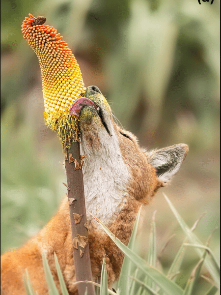 Lobo 'comendo' néctar; animal pode participar da polinização de plantas