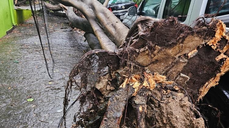 Árvore derrubada pela chuva na rua Ana Cintra, no centro de São Paulo