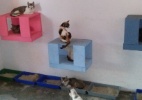 Projeto resgata cem gatos de 