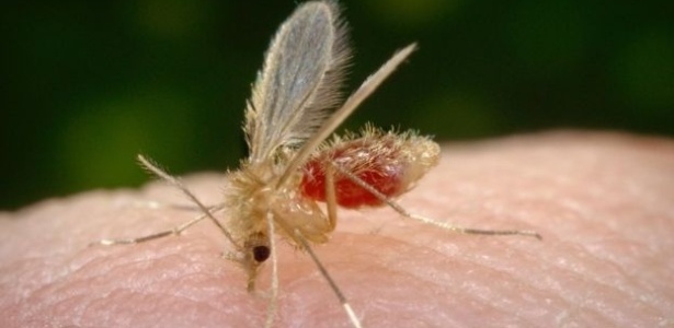 Mosquito-palha costuma ser o transmissor do protozoário da leishmaniose em áreas urbanas - CDC