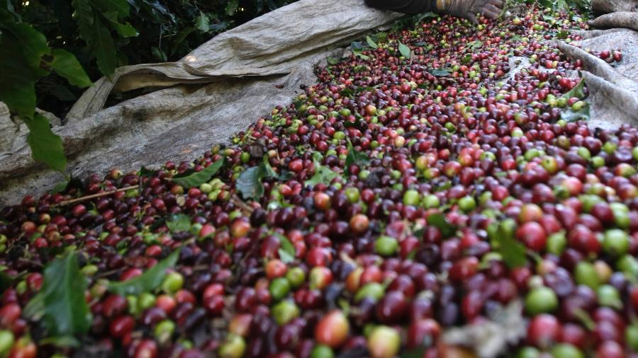 Trabalhador seleciona café após colheita em Alfenas (MG) - Paulo Whitaker