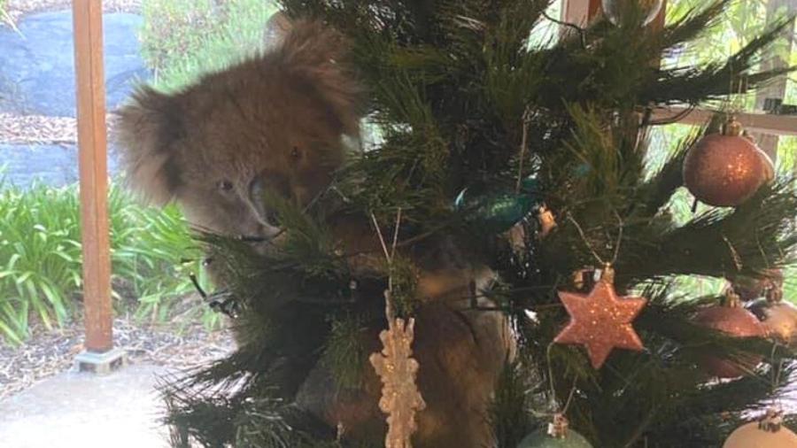 Coala que foi encontrado em árvore de uma família de Adelaide Hills, na Austrália  - Reprodução/Amanda McCormick/ABC