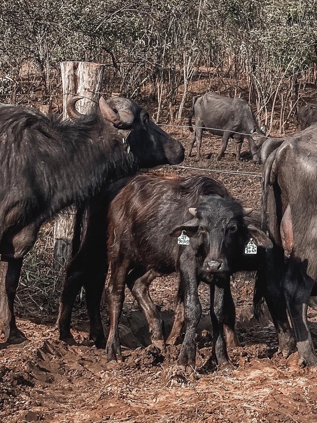 Cavalos entendem emoções humanas – e lembram-se de humanos mal