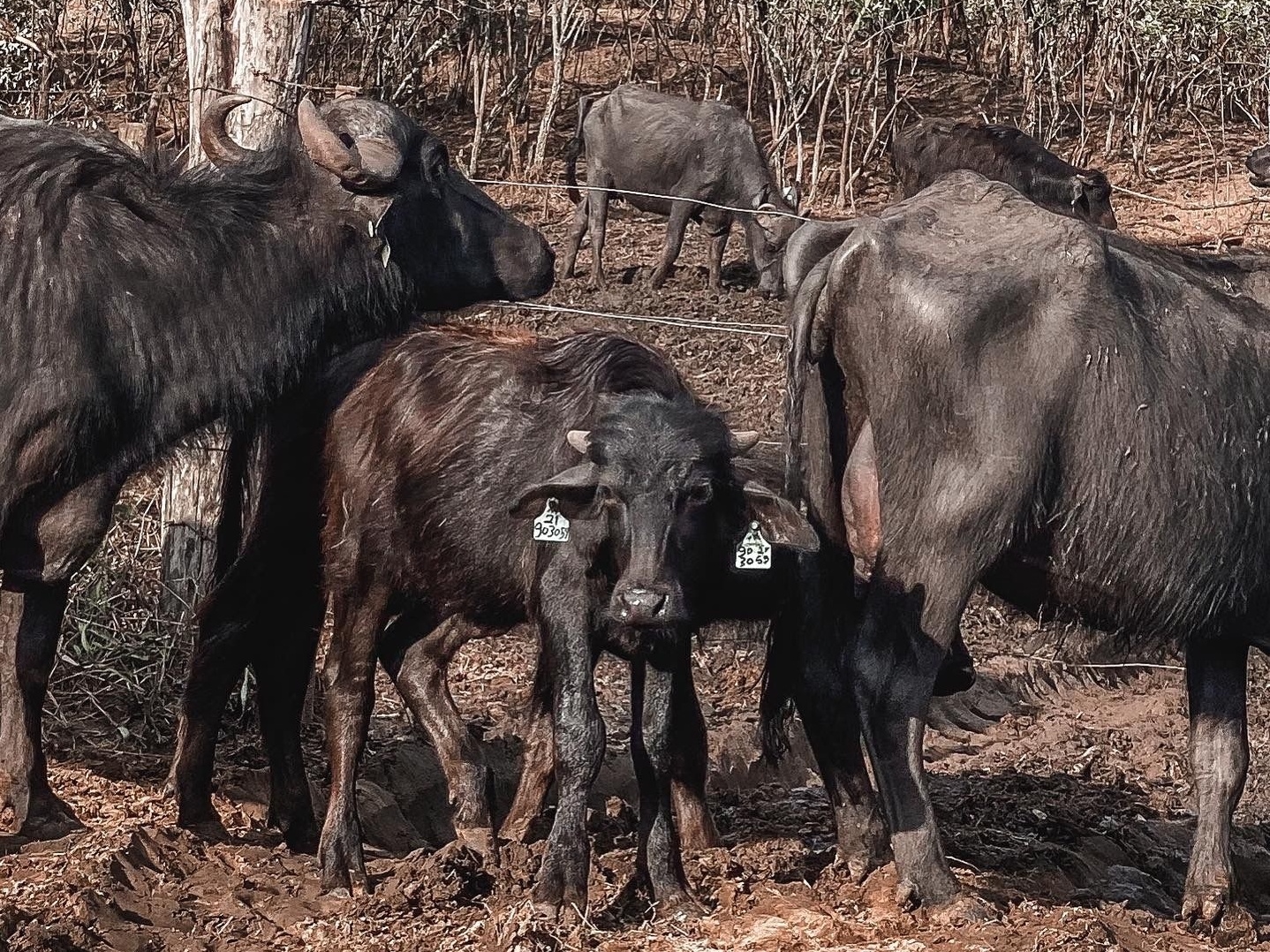 Por que as pessoas maltratam animais? É só pura maldade? - 11/12/2021 - UOL  VivaBem