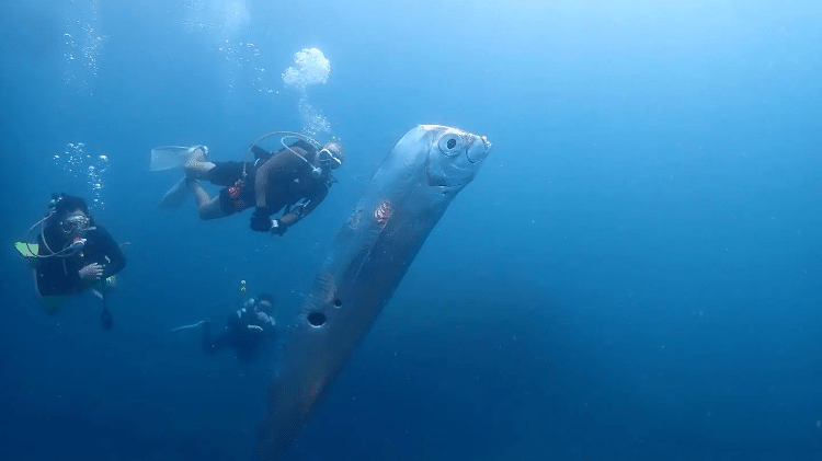 O peixe-remo é uma criatura enigmática, que vive nas profundezas do oceano, e muito raramente é visto próximo à superfície