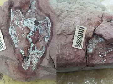 Fóssil de crocodilo pré-histórico é achado durante obra de rodovia em SP