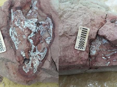 Fóssil passará por análise aprofundada no Museu de Paleontologia de Marília - @navassauro/Instagram
