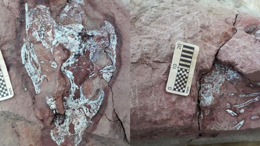 Fóssil passará por análise aprofundada no Museu de Paleontologia de Marília