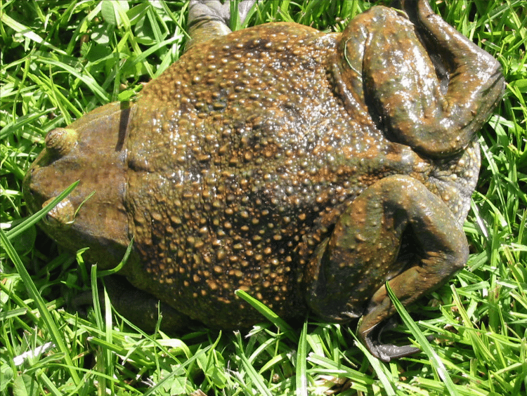 O sapo gigante Calyptocephalella gayi